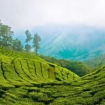Top 8 places to visit in Munnar in one day!
