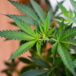 Some Research-based Facts about Marijuana